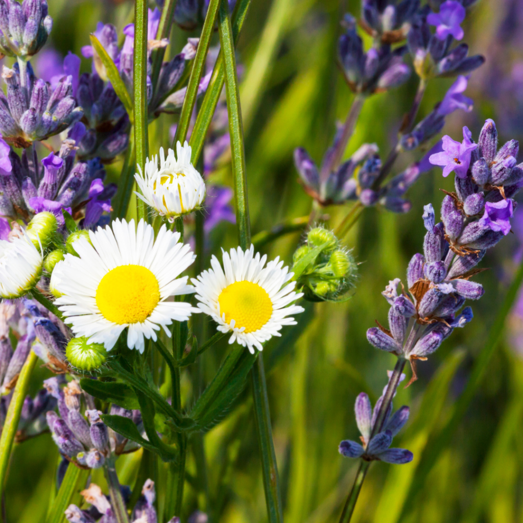 Dúo perfecto para el cudiado personal: Lavanda y Manzanilla