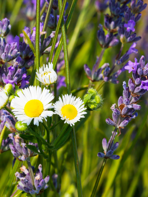 Dúo perfecto para el cudiado personal: Lavanda y Manzanilla